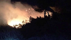 Osmaniye'de orman yangını