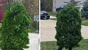 Sırbistan’da sokağa çıkma yasağını delen 'ağaç' yakalandı