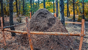 Sivas Ormanlarında Bulunan Dev Karınca Yuvası Korumaya Alındı