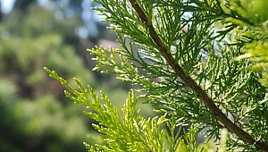 Türkiye’nin ilk Polen Alerji Bülteni İzmir’de