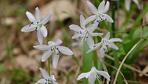 Ünlü botanikçi Hakkâri'de endemik bir bitki türü keşfetti