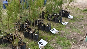 Üstün Nitelikli Kızılçam Tohumları Bu Bahçeden Çıkacak 