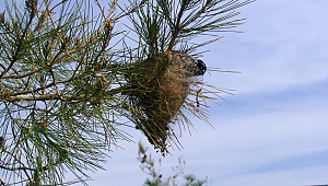 Zararlı böceklere karşı ormanda doğa dostu biyolojik mücadele