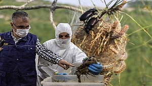 200 Bin Terminatör İzmir ve Manisa Ormanlarında İş Başı Yapıyor