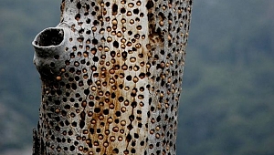 Acaba Bunu Kim Yapmış Olabilir?