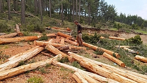 Karda, fırtınada yıkılan ağaçlar ekonomiye kazandırılıyor