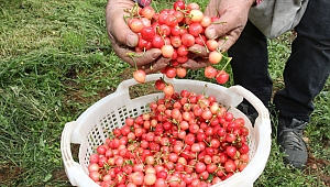 Kuzey yarımkürenin ilk kirazı pazara düştü, 400 liradan alıcı buldu