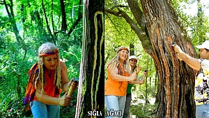 Medeniyetler Arası Bir Köprü : Sığla Ağacı