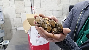 Orman işçileri sincap yavrularına sahip çıktı