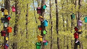 Ormandaki Toplu Konutlar