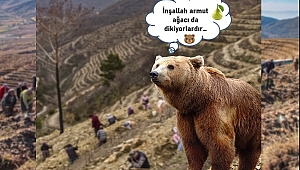 Ormanlara 40 Milyon Adet Yabanıl Meyveli Fidan Dikildi