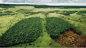 Ormansızlaşma Hastalıkları ve Virüsleri Beraberinde Getiriyor