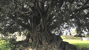 Porsuk Ağacı (Taxus Baccata L)