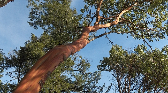 Sandal Ağacı (Arbutus andrachne) - Bilgi - www.obmhaber.com