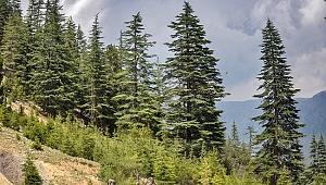 Sedir Ağacı (Katran Ağacı)