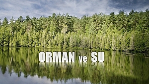 Su Hayat Kaynağıdır , Suyun Kaynağı da Ormandır