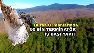 Bursa Ormanlarında Böcekleri Böceklerle Yok Edecekler 