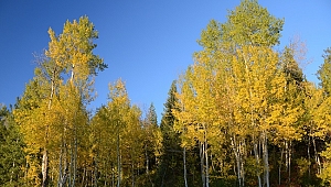 Kavak Ağaçları Polen Suçlusu Değildir Onlar Masumdur .