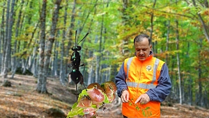 Kestanelerin katili arılara karşı biyolojik mücadele