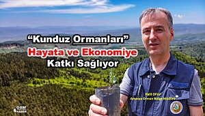 Kunduz Ormanları 2 Bin Kişiye İş, Milyonlarca Kişiye Oksijen Veriyor