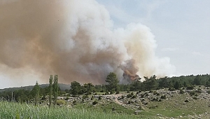 Kütahya'da orman yangını