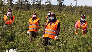 Ormanların Hanım - Elleri