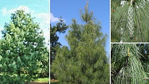 Merhaba; Ben Ağlayan Çam ...