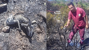 Yanan Sadece Ağaçlar Değildi , Bukalemun da Kurtulamadı