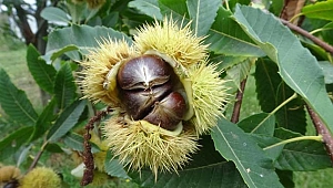 “50 kestane ağacı bir aileye bakar”