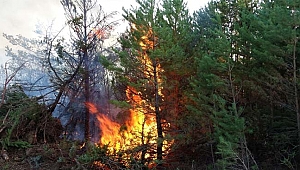 Ateşle oynayan genç çoban 30 hektar ormanlık alanı yaktı