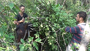 Bartın’da defne üretimi 8 yılda 140 tondan 10 bin tona yükseldi