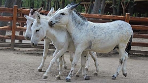 Bu eşekler emekliliğin tadını 5 yıldızlı tesiste çıkartıyor