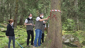 Doğu Karadeniz Ormanları yaklaşık 3 milyon 'terminatör böcek'le korunuyor