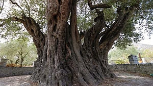  Dünyanın en yaşlı ürün veren ağacı 1658. yaşında