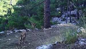 Yaban keçileri foto kapanlara takıldı