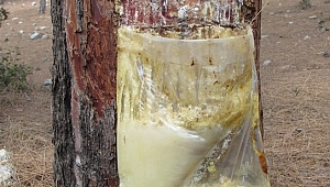 Mersin ormanlarında reçine hasadı başladı