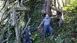 Türkiye'nin en geniş çaplı porsuk ağacı Artvin'de tescillendi