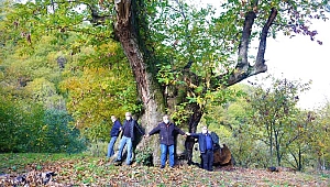 Dev kestane ağacı 600 yıldır meyve veriyor