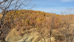 Hadino Ormanları’nda ağaç kesimi yasak