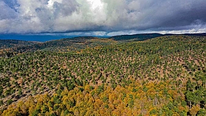 Kazdağları’nın genleri gelecek nesillere aktarılıyor