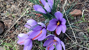 Kilosu 50 bin TL ,160 kilo çiçekten 1 kilo kurusu elde ediliyor