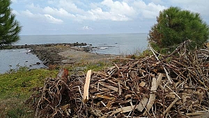 Kışlık odunlarını denizden temin ettiler