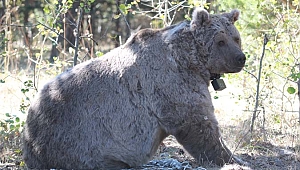 Aç ayı uyuyamadı yemek bulmak için 141 günde bin 33 kilometre yürüdü