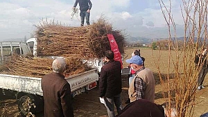 Aydın'da 21 bin 700 adet erkenci kayısı fidanı dağıtıldı