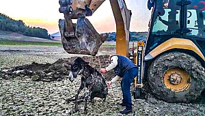 Bataklığa saplanan yaralı eşek ekiplerce kurtarıldı
