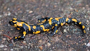 Diyarbakır'da nesli tükenme tehlikesi altında olan 'Türk semenderi' görüldü