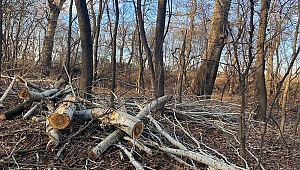 Edirne’de ağaç kesimine çevrecilerden tepki