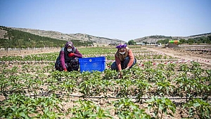 Ekolojik Köy büyüyor