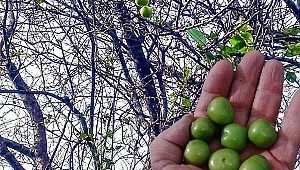 Erik ağacı kış ortasında meyve verdi