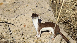 Gelincik, beyaz ve kahverengi görüntüsüyle poz verdi